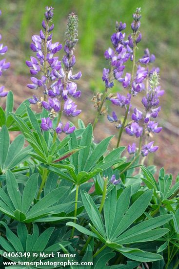 Large-leaved Lupine blossoms & foliage