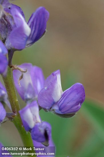Large-leaved Lupine blossoms extreme detail