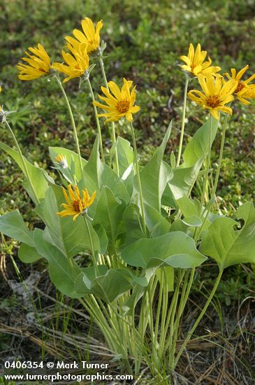 Arrow-leaved Balsamroot