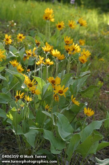 Arrow-leaved Balsamroot