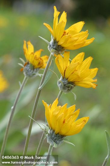 Arrow-leaved Balsamroot blossoms detail
