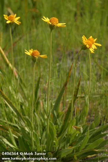 Foothills Arnica