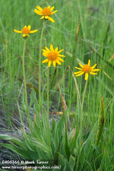 Foothills Arnica
