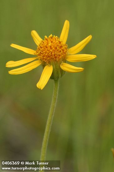 Foothills Arnica blossom detail