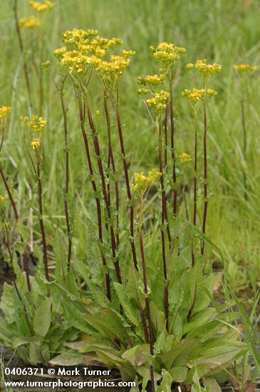 Sweet Marsh Groundsel