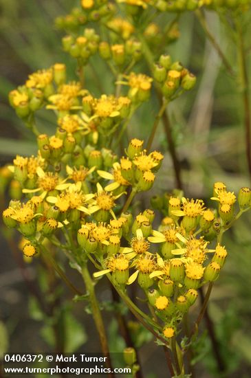 Sweet Marsh Groundsel blossoms