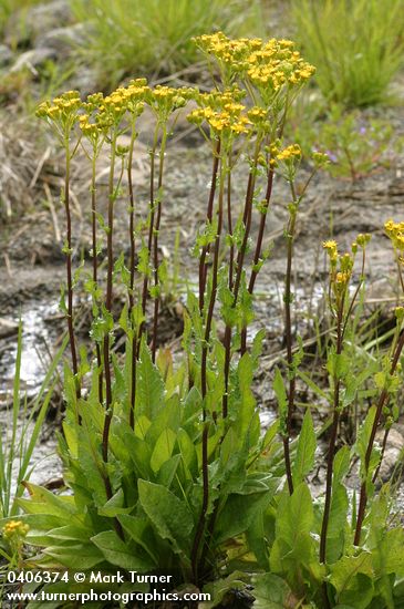 Sweet Marsh Groundsel