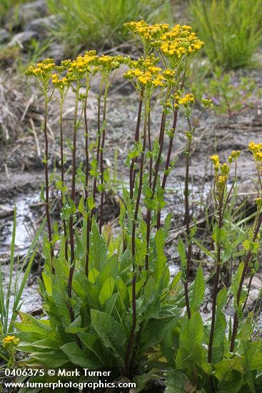Sweet Marsh Groundsel