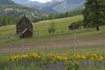 Barn w/ Mules Ears & Penstemon along fence fgnd