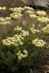 Creamy Eriogonum