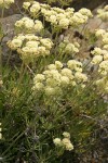 Creamy Eriogonum