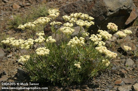 Creamy Eriogonum