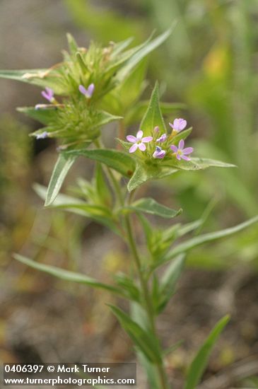 Narrow-leaved Collomia