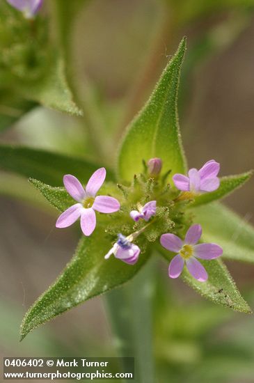 Narrow-leaved Collomia blossoms & foliage detail