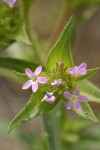 Narrow-leaved Collomia blossoms & foliage detail