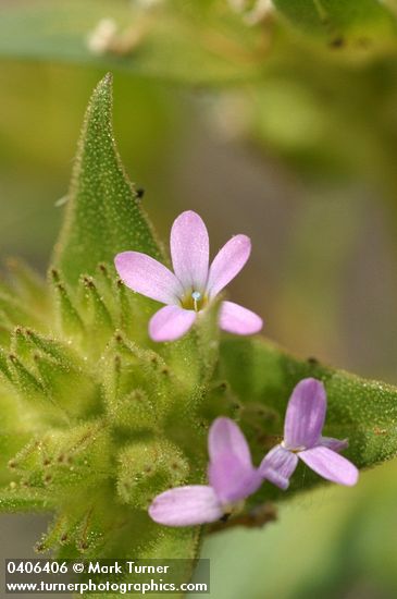 Narrow-leaved Collomia blossom detail