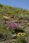 Rock Penstemon & Yellow Desert Daisy on lithosol under blue sky