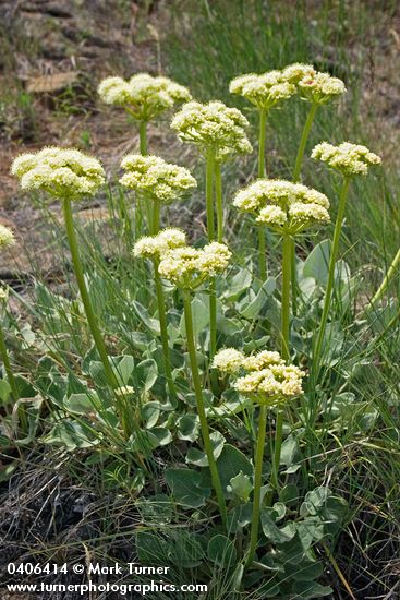 Heart-leaf Buckwheat