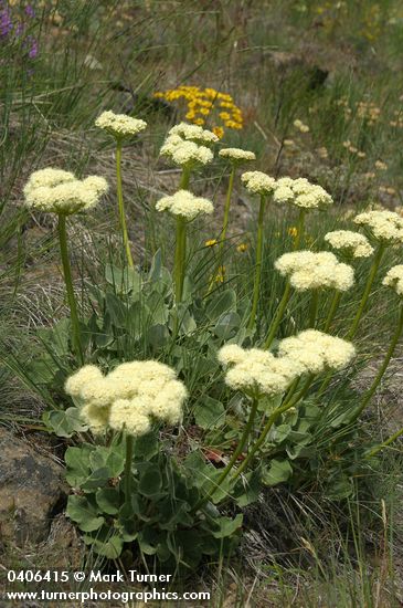Heart-leaf Buckwheat