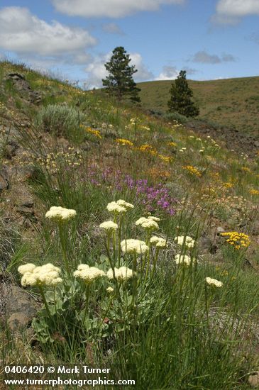 Heart-leaf Buckwheat on lithosol slope