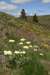 Heart-leaf Buckwheat on lithosol slope