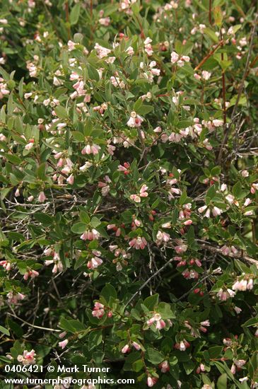 Mountain Snowberry