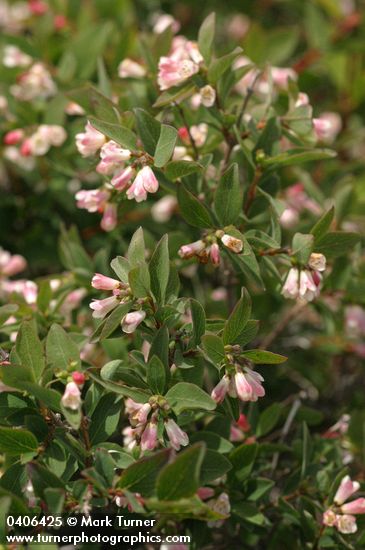 Mountain Snowberry blossoms & foliage
