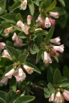 Mountain Snowberry blossoms & foliage detail