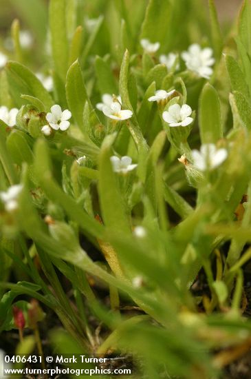 Scouler's Popcorn Flower