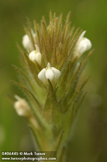 Hairy Owl Clover blossoms & bracts detail