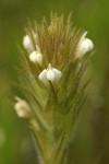 Hairy Owl Clover blossoms & bracts detail