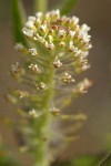 Field Peppergrass blossoms & immature silicles deail