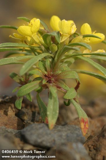 Obscure Evening Primrose