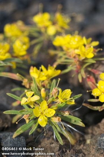 Obscure Evening Primrose