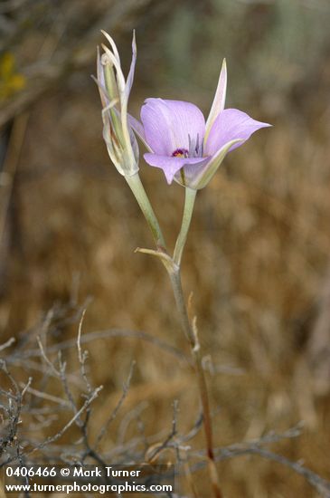 Sagebrush Mariposa Lily