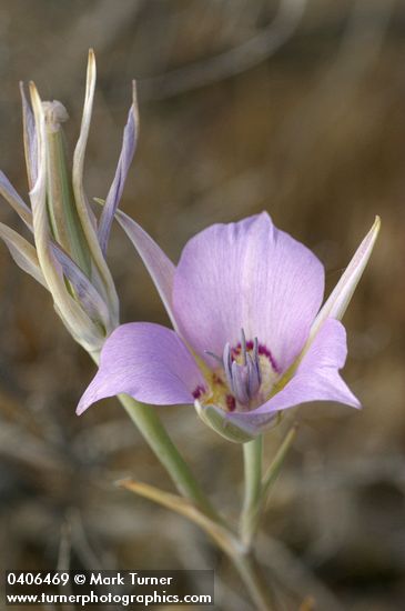 Sagebrush Mariposa Lily blossom