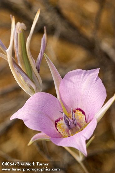 Sagebrush Mariposa Lily blossom