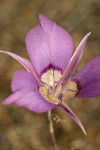 Sagebrush Mariposa Lily blossom