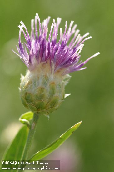 Russian Knapweed blossom