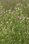 Russian Knapweed