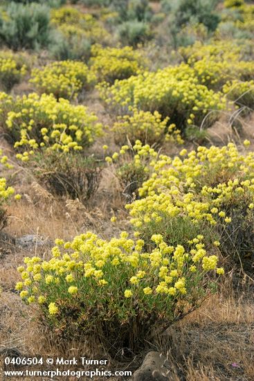 Round-headed Desert Buckwheat among Sagebrush