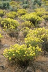 Round-headed Desert Buckwheat among Sagebrush