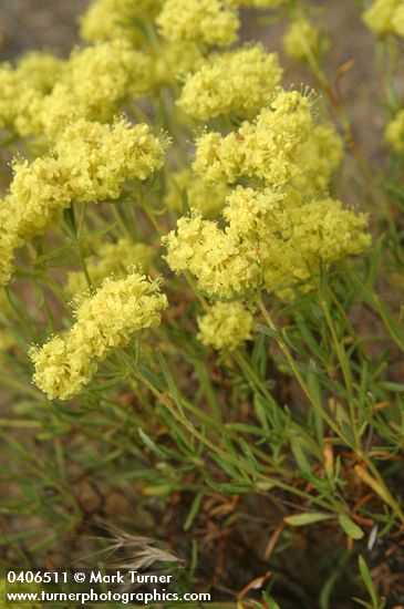Round-headed Desert Buckwheat