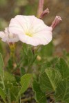 Field Bindweed blossom & foliage detail