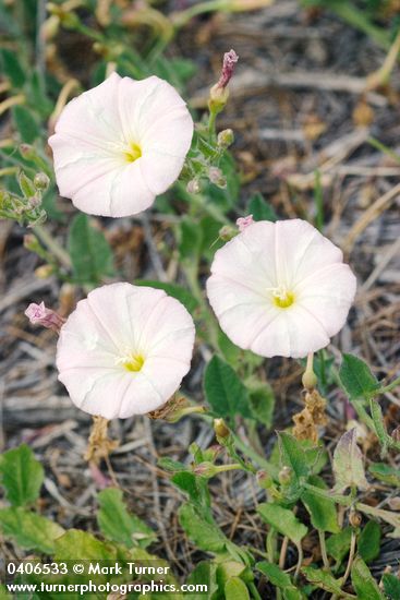Field Bindweed