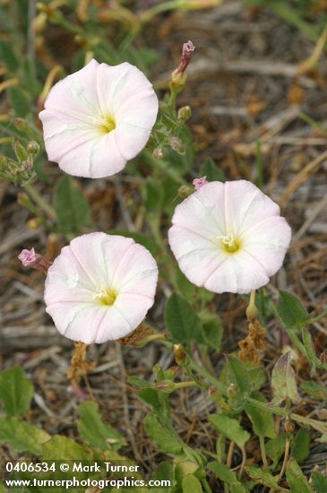 Field Bindweed