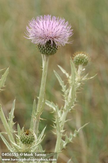 Wavy-leaf Thistle