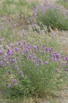 Western Prairie Clover