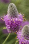 Western Prairie Clover blossom detail