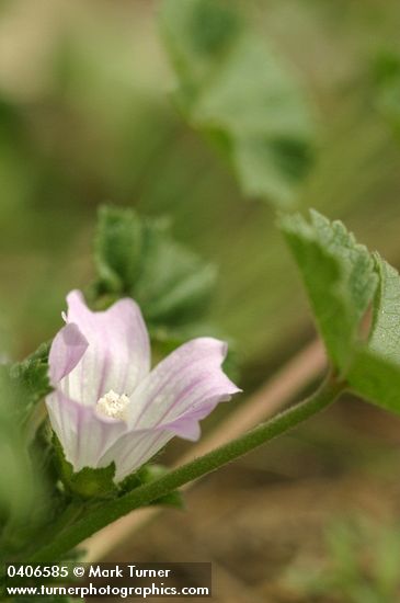 Cheeseweed blossom & foliage
